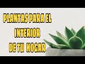 QUE PLANTAS TENER AL INTERIOR DEL HOGAR