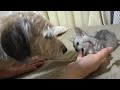 野良子猫ろく 舐め舐め犬りゅうと噛み噛み子猫ろく