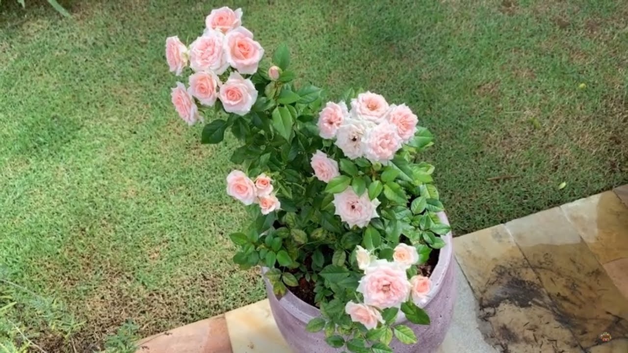 Passo a passo para saber como plantar mini rosas em vasos - thptnganamst.edu.vn