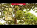 Vlog107【成功特辑】三年多的 #黑刺 和 #猫山王 满棵树都是榴莲! 目前看过最成功的 #榴莲园 ! 值得学习 #榴莲计划 #durianproject