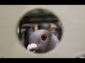 A Day at the Races | Pigeon Racing Documentary