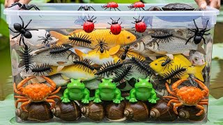 Hidden Life Beneath the Water — Colorful Freshwater Creatures of the Wild | LittleHuntTV
