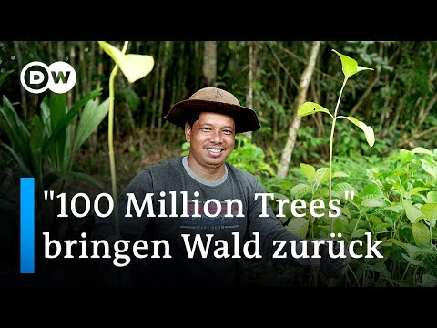 Indonesien: 100 Millionen Bäume für Borneo | Global Ideas
