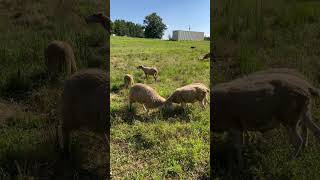 Sound That a Sheep Makes