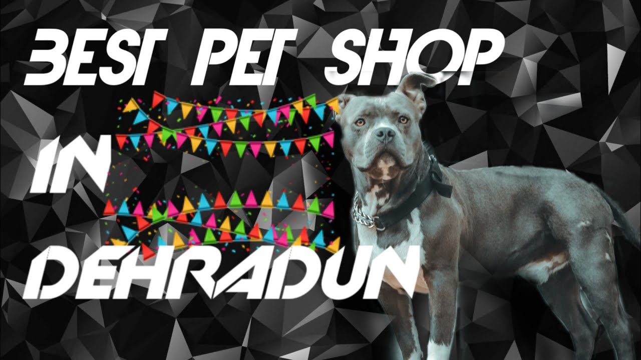 Best Pet shop in Dehradun birthday shopping 1 YouTube