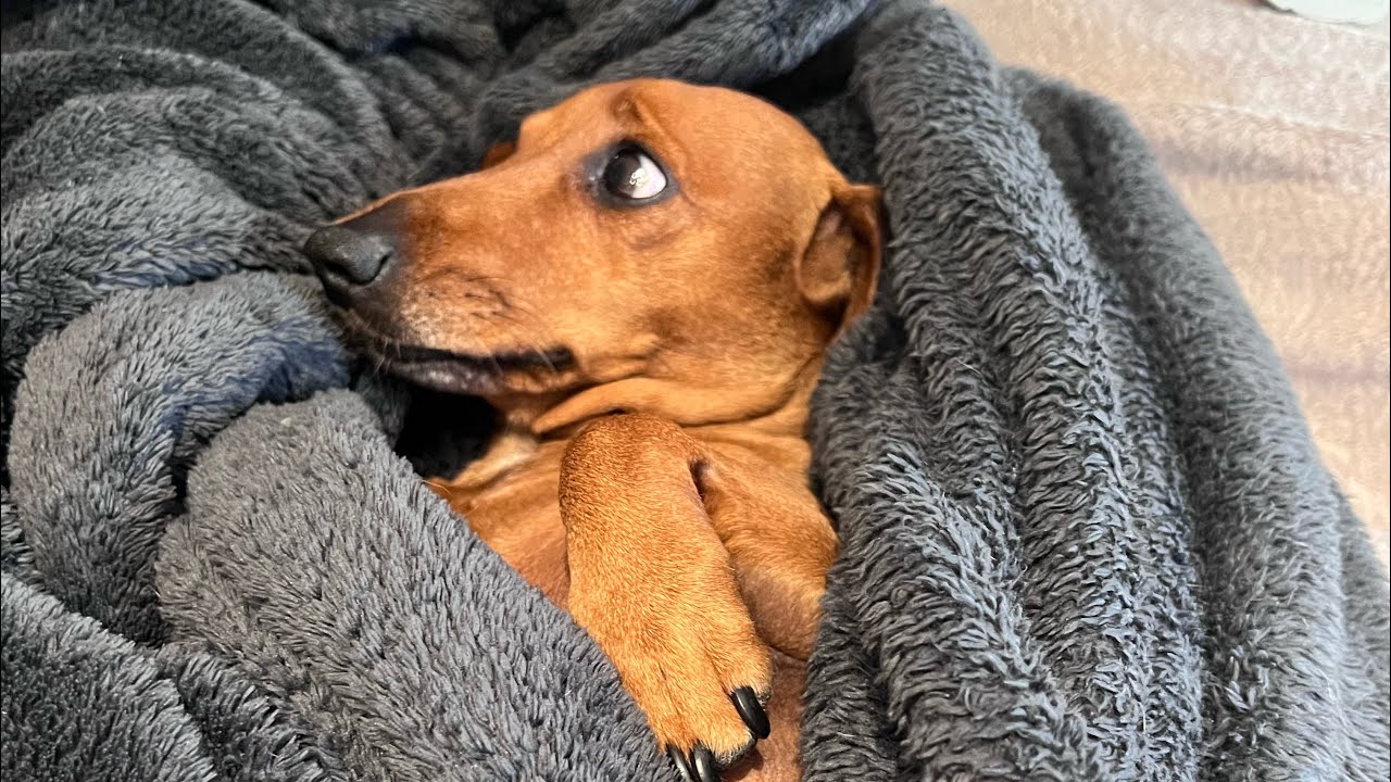 Kato’s Reaction to Mum Creeping Up Is Priceless