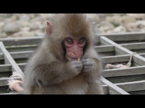 Wild Paradise: Meeting Orphan Monkey Ten-Ten in Beautiful