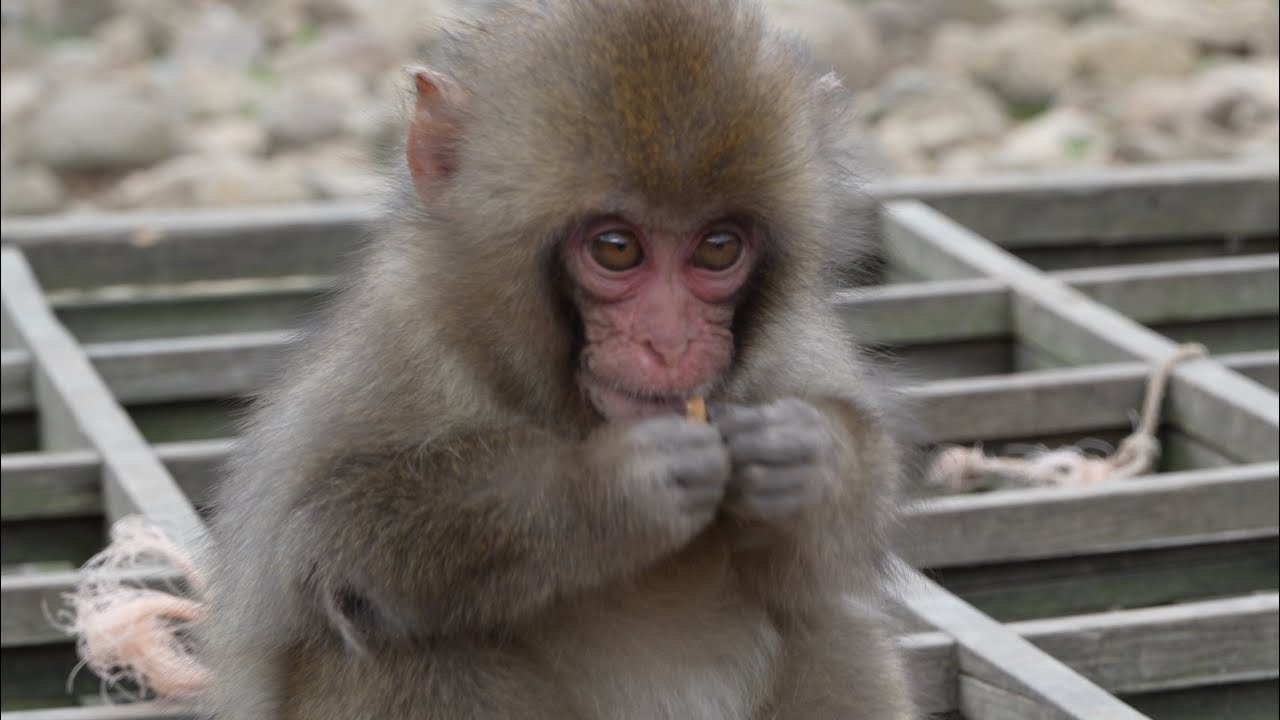 Wild Paradise: Meeting Orphan Monkey Ten-Ten in Beautiful