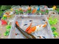 Unboxing Ikan Hias Warna Warni, Ikan Guppy, Ikan Cupang, Lele, Koki, Koi, Glofish, kepiting