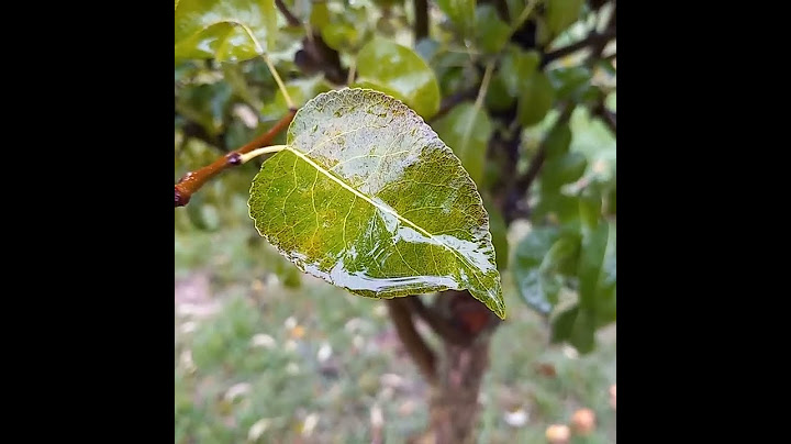 Poor little wet leaf. #tuesday #clickbait