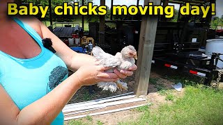 Baby chickens moving day! Going to the big coop! #786