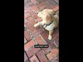 This dog found her dream job