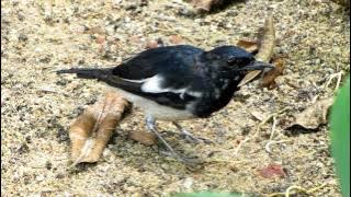 Close encounter with an Oriental Magpie-Robin