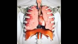 حركة الاعضاء الداخلية لجسم الإنسان أثناء عملية التنفس 😮‍💨 أفلا تبصرون