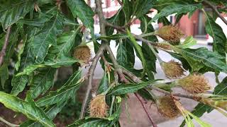 Fern-leaved Beech (Fagus sylvatica 'Asplenifolia') - branches, leaves & fruit - July 2018