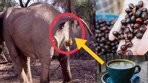 Most Expensive Coffee in the World|black ivory coffee|2021|English