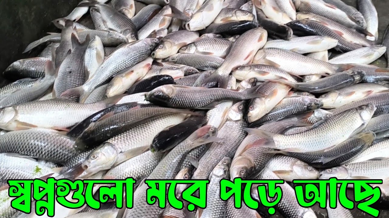 কি কারণে পুকুরের এতগুলো মাছ পড়ে গেল? স্বপ্নগুলো শেষ #bangladesh #