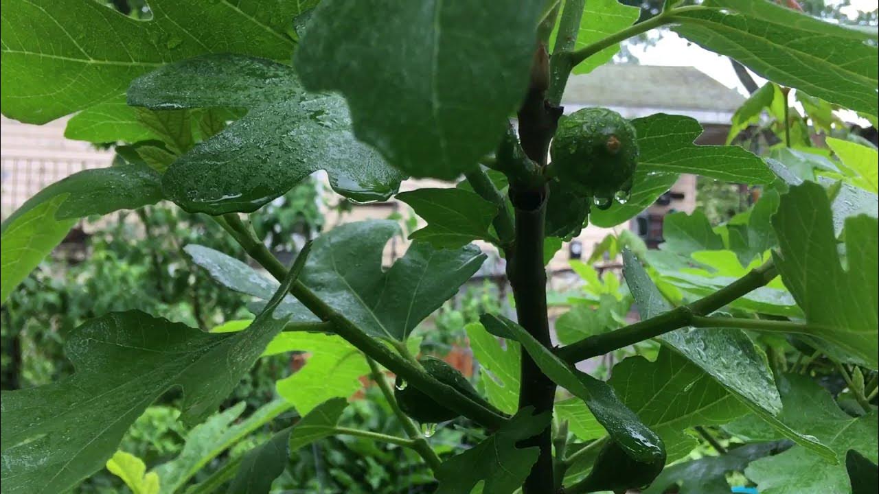 Urban Cottage Garden My Fig tree has figs! Zone 6 northeast YouTube