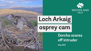 Ringed intruder attempts landing - Loch Arkaig Osprey Cam highlights