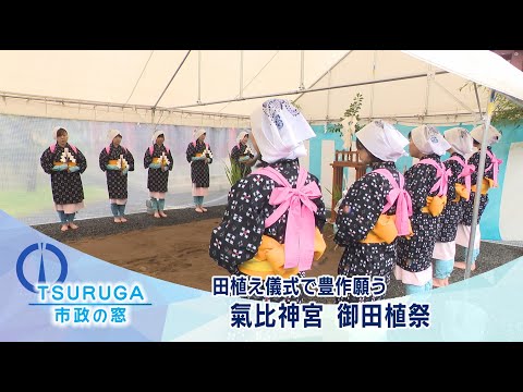【敦賀市】市政の窓「田植え儀式で豊作願う 氣比神宮 御田植祭 」(R7.6.26)