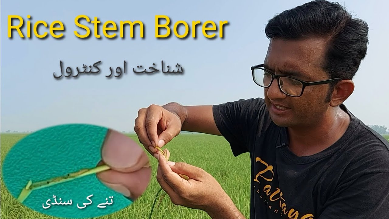 Rice Stem Borer دھان میں تنے کی سنڈی