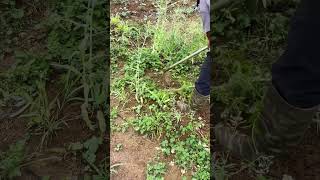 #Real Outdoor #Planting Vegetables #Rural Life #Agriculture, Rural Areas, and Farmers#0c4ab