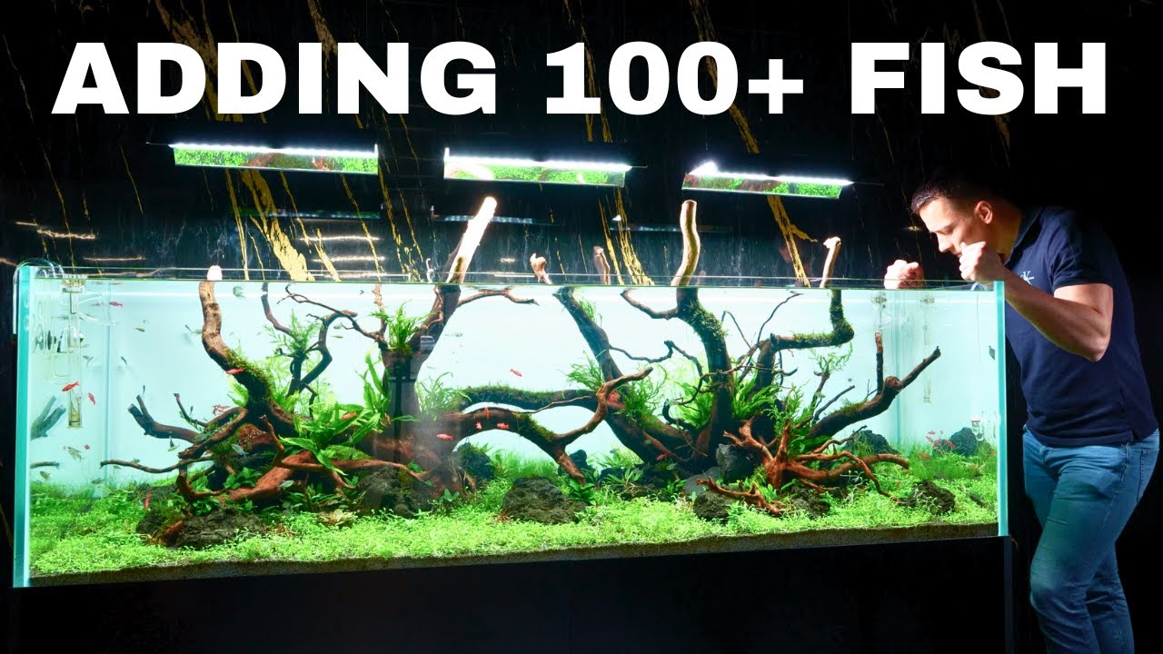 BUILDING A 2 METER AQUARIUM! Part 3: Adding Fish!