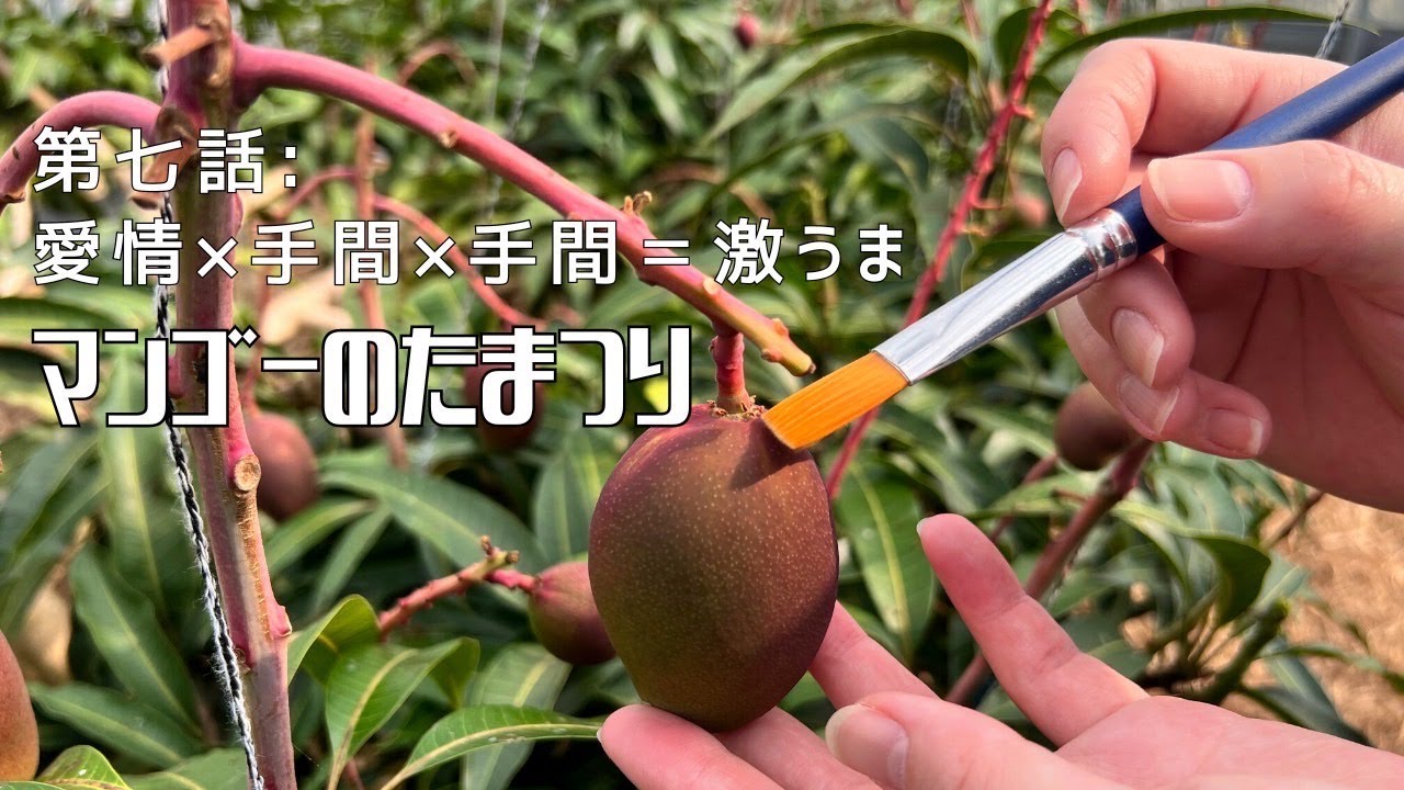 第七話：愛情✖️手間✖️手間＝激うま】〜マンゴーのたまつり〜 - YouTube
