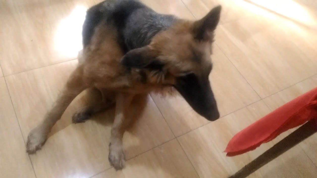 Dog ear taping YouTube