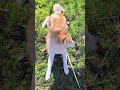 Morning walking #dog #cute #morning #walking #emotional