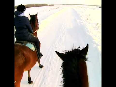 УСКАКАЛА МОЛОДАЯ ЛОШАДЬ #Shorts #horse #Music