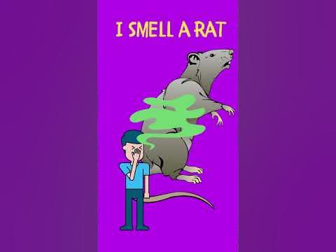 I smell a rat I English Idiom of the Day - YouTube