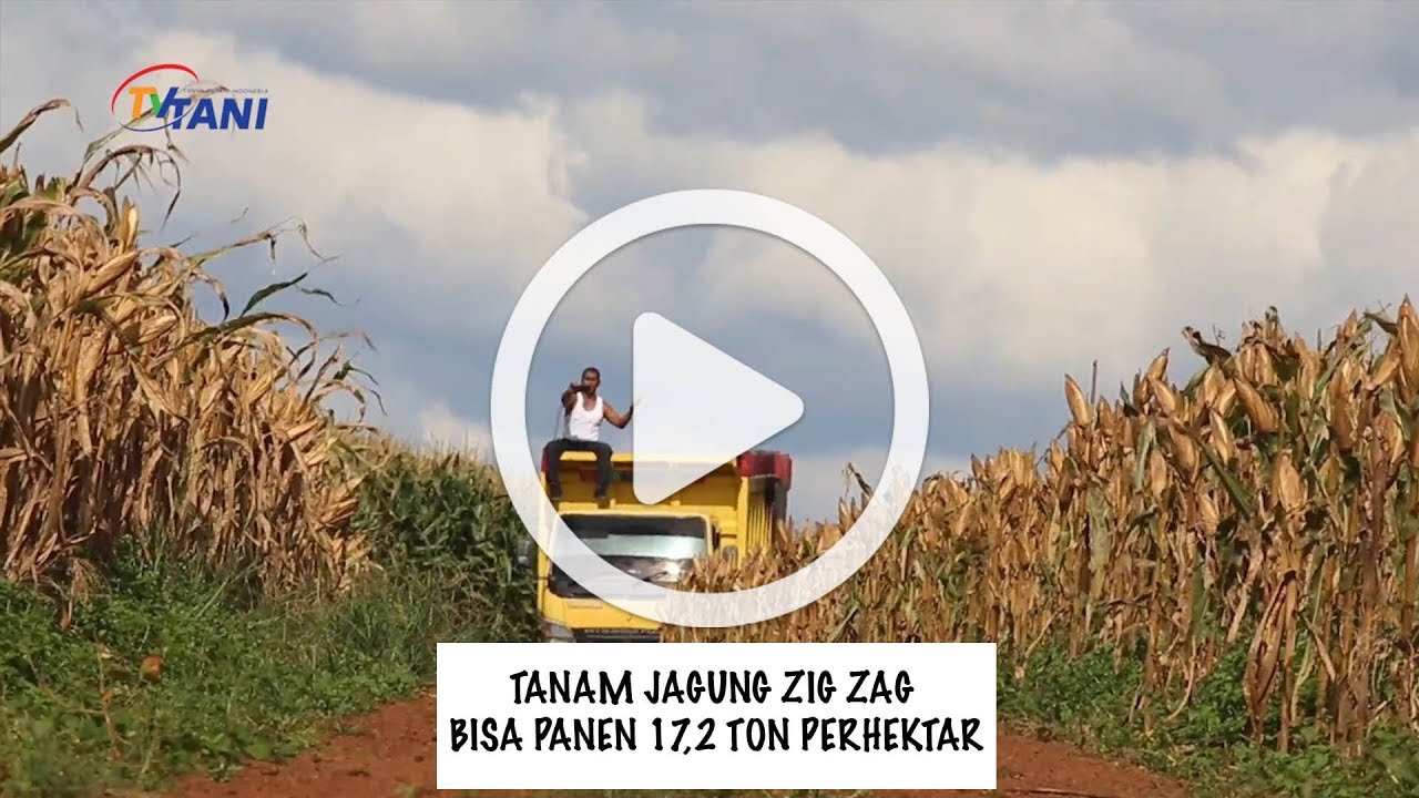 Tanam Jagung Zig Zag Bisa Panen 17 2 Ton Perhektar Youtube