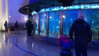 Free Days At Shedd Aquarium