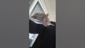 Mouse caught in glue trap for those who never see how it works