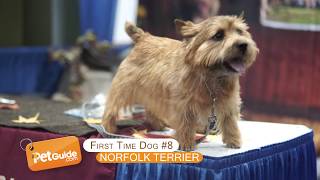 Top 10 Best Dog Breeds for First Time Owners