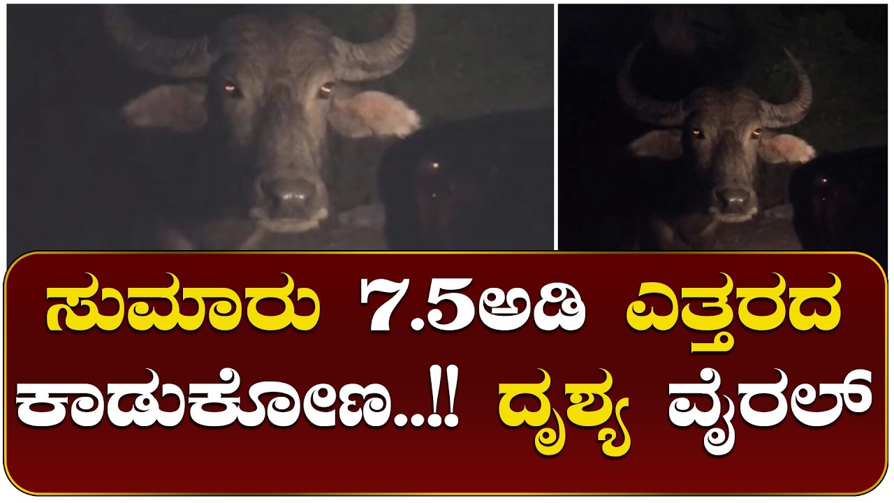 ತಡರಾತ್ರಿ ಕಾಡುಕೋಣ ಎಂಟ್ರಿ: ಹರೇಕಳ ಕಂಗಾಲು