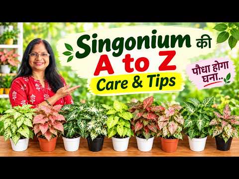 अभी भी समय है..फटाफट लगा लें सिंगोनियम की कटिंग #singonium #plantcare #plantlover