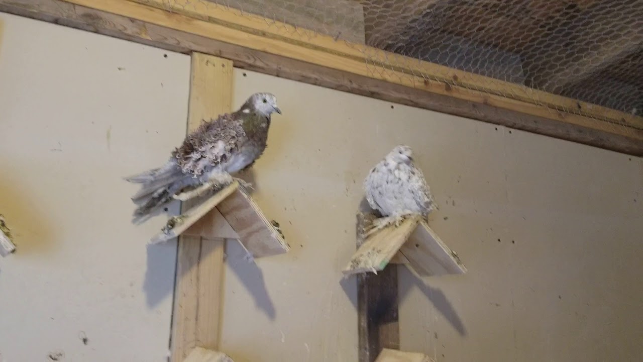Roller Pigeon Kit Box, Homing Pigeon breeding nest boxes. 2018 YouTube