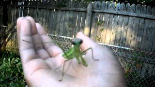 Wild female Chinese Praying Mantis