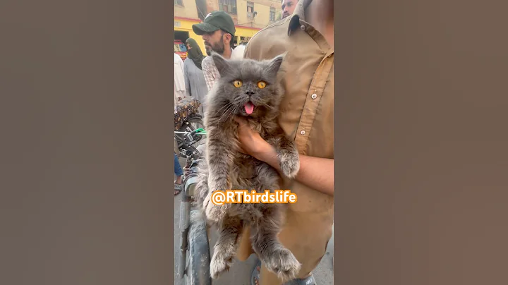 Video 11655761: persian cat male, persian cats animals, pets