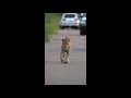 Male Leopard on patrol #Shorts