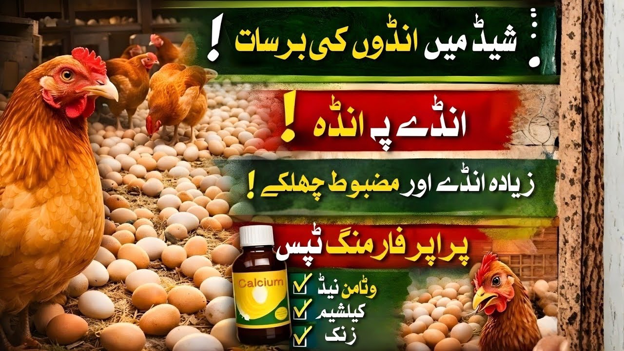 Egg Rain in Shed | More Eggs & Strong Shells | Golden Mishri Hens | M ...