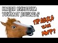 Капля никотина убивает лошадь? Как никотин влияет на организм?