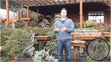 Native US tree species compared to Japanese, Ryan Neil