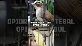 MASTERAN MERDU BURUNG OPIOR PARUH TEBAL VS OPIOR JAMBUL NGEROL PANJANG