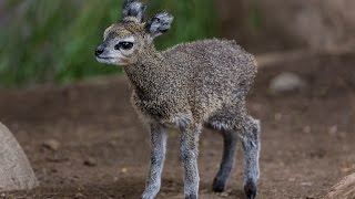 Klipsringer Calf Leaps Into Hearts at the San Diego Zoo