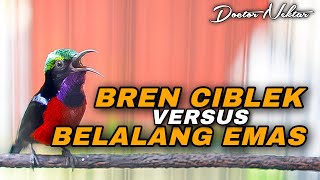 Download Lagu KONIN GACOR FULL ISIAN TEMBAKAN BELALANG EMAS VERSUS BREN CIBLEK AMPUH DONGKRAK EMOSI KOLIBRI LAWAN MP3 Download Lagu KONIN GACOR FULL ISIAN TEMBAKAN BELALANG EMAS VERSUS BREN CIBLEK AMPUH DONGKRAK EMOSI KOLIBRI LAWAN MP3