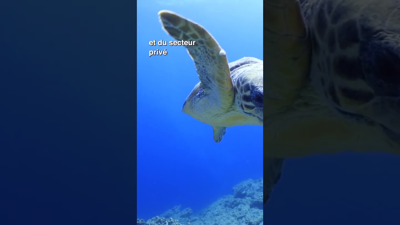 Le saviez-vous ? Monaco protège activement la Méditerranée