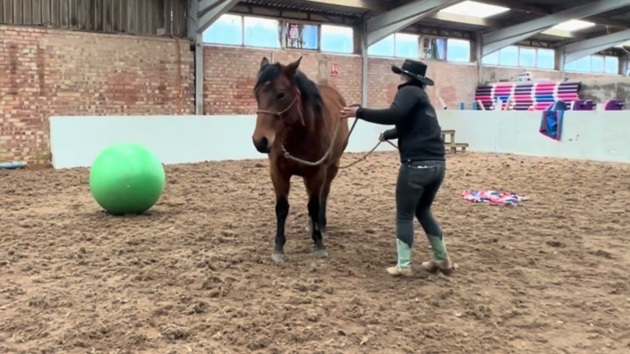 How to desensitise a horse to ropes around the legs 